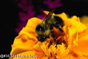 Honeybee