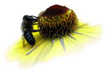 honeybee.jpg